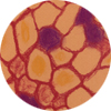 Cellular Patterns