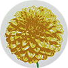 Dahlia
