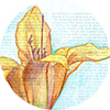 LilyWatercolor